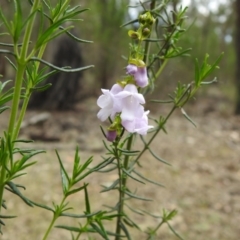 Prostanthera crocodyloides at Temora, NSW - 3 Oct 2022