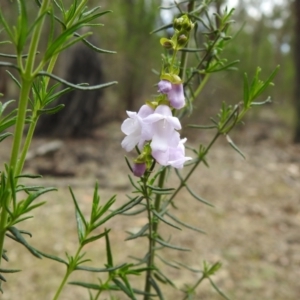 Prostanthera crocodyloides at Temora, NSW - 3 Oct 2022