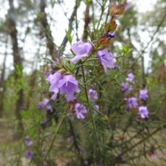 Prostanthera crocodyloides at Temora, NSW - 3 Oct 2022