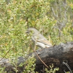 Pachycephala pectoralis (Golden Whistler) at Temora, NSW - 3 Oct 2022 by Liam.m