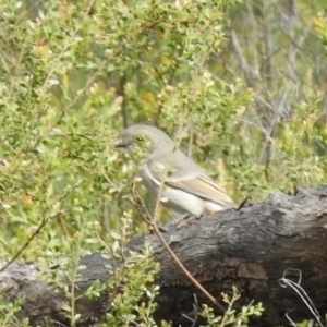 Pachycephala pectoralis at Temora, NSW - suppressed