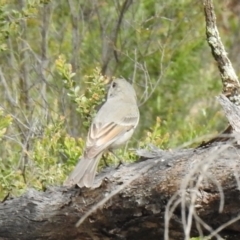 Pachycephala pectoralis at Temora, NSW - 3 Oct 2022