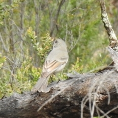 Pachycephala pectoralis at Temora, NSW - suppressed
