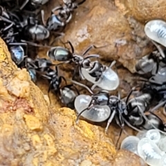 Dolichoderinae (subfamily) at Mitchell, ACT - 3 Oct 2022 by trevorpreston