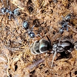 Dolichoderinae (subfamily) at Mitchell, ACT - 4 Oct 2022 09:57 AM