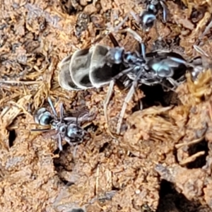 Dolichoderinae (subfamily) at Mitchell, ACT - 4 Oct 2022 09:57 AM