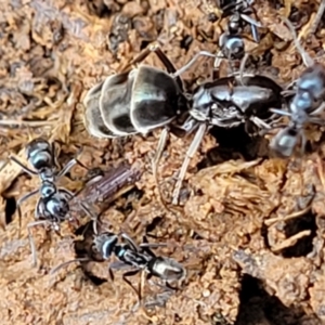 Dolichoderinae (subfamily) at Mitchell, ACT - 4 Oct 2022 09:57 AM