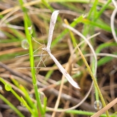 Platyptilia celidotus (Plume Moth) at Mitchell, ACT - 4 Oct 2022 by trevorpreston