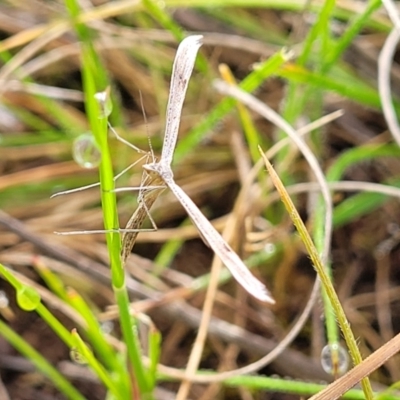 Platyptilia celidotus (Plume Moth) at Mitchell, ACT - 4 Oct 2022 by trevorpreston