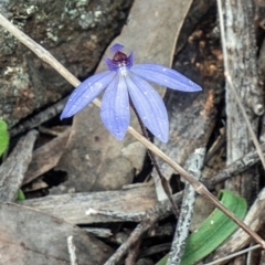 Cyanicula caerulea (Blue Fingers, Blue Fairies) at Bango Nature Reserve - 28 Sep 2022 by Philip