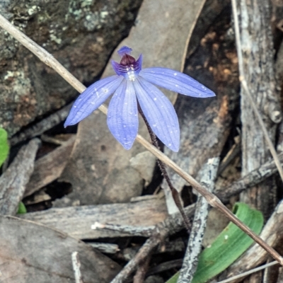 Cyanicula caerulea (Blue Fingers, Blue Fairies) at Bango Nature Reserve - 28 Sep 2022 by Philip