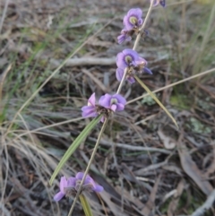 Hovea heterophylla (Common Hovea) at Gungaderra Grasslands - 27 Aug 2022 by michaelb