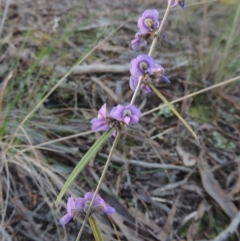 Hovea heterophylla (Common Hovea) at Crace, ACT - 27 Aug 2022 by michaelb