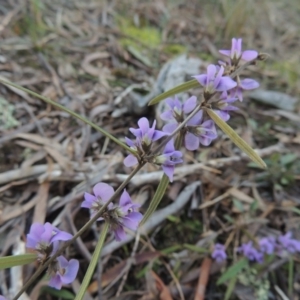 Hovea heterophylla at Crace, ACT - 27 Aug 2022 04:29 PM