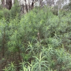 Cassinia longifolia (Shiny Cassinia, Cauliflower Bush) at Molonglo Valley, ACT - 4 Oct 2022 by Jenny54