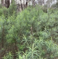 Cassinia longifolia (Shiny Cassinia, Cauliflower Bush) at Molonglo Valley, ACT - 3 Oct 2022 by Jenny54