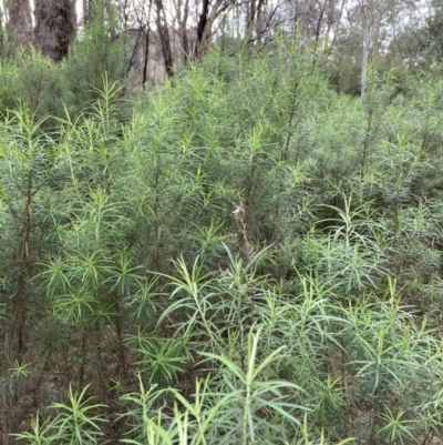 Cassinia longifolia (Shiny Cassinia, Cauliflower Bush) at Molonglo Valley, ACT - 4 Oct 2022 by Jenny54