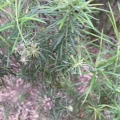 Cassinia longifolia at Molonglo Valley, ACT - 4 Oct 2022