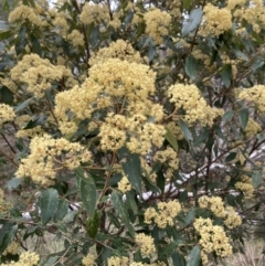 Pomaderris intermedia (Golden Pomaderris) at Molonglo Valley, ACT - 4 Oct 2022 by Jenny54