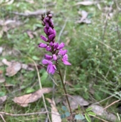 Indigofera australis subsp. australis (Australian Indigo) at Molonglo Valley, ACT - 4 Oct 2022 by Jenny54