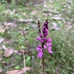 Indigofera australis subsp. australis at Molonglo Valley, ACT - 4 Oct 2022 10:46 AM