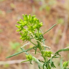 Senecio hispidulus (Hill Fireweed) at Isaacs Ridge and Nearby - 4 Oct 2022 by Mike