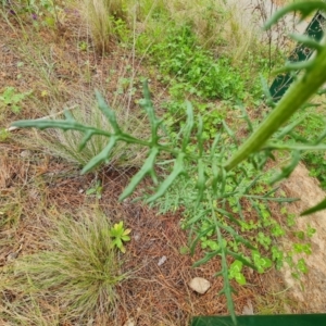 Senecio hispidulus at Isaacs, ACT - 4 Oct 2022