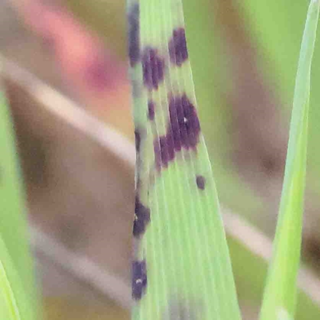 zz rusts, leaf spots, at O'Connor, ACT - 2 Oct 2022