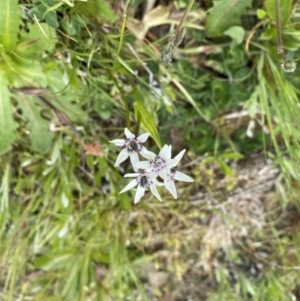 Wurmbea dioica subsp. dioica at Throsby, ACT - 4 Oct 2022