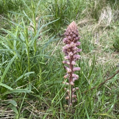 Orobanche minor (Broomrape) at Watson, ACT - 3 Oct 2022 by simonstratford