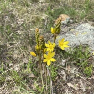 Bulbine bulbosa at Watson, ACT - 3 Oct 2022