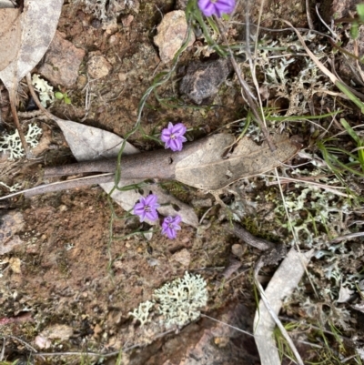 Thysanotus patersonii (Twining Fringe Lily) at Watson, ACT - 3 Oct 2022 by simonstratford