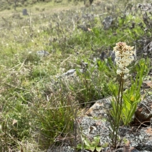 Stackhousia monogyna at Watson, ACT - 3 Oct 2022