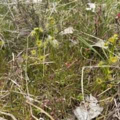 Drosera (genus) (A Sundew) at Watson, ACT - 3 Oct 2022 by simonstratford
