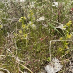 Drosera sp. (A Sundew) at Watson, ACT - 3 Oct 2022 by simonstratford