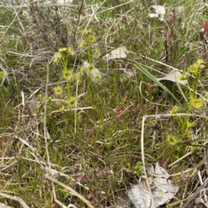 Drosera sp. at Watson, ACT - 3 Oct 2022