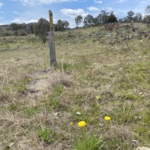 Craspedia sp. at Watson, ACT - 3 Oct 2022