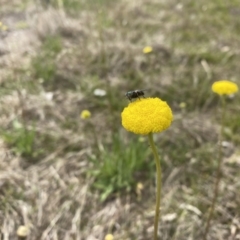 Craspedia sp. at Watson, ACT - 3 Oct 2022