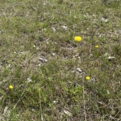 Craspedia sp. (Billy Buttons) at Mount Majura - 3 Oct 2022 by simonstratford