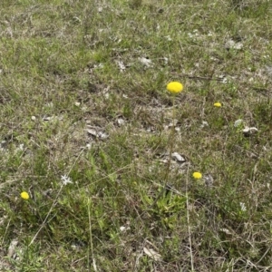 Craspedia sp. at Watson, ACT - 3 Oct 2022