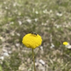 Craspedia sp. at Watson, ACT - 3 Oct 2022