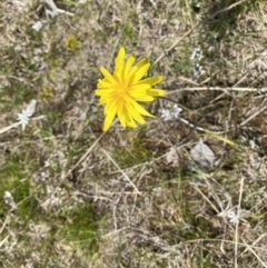 Microseris walteri (Yam Daisy, Murnong) at Mount Majura - 3 Oct 2022 by simonstratford