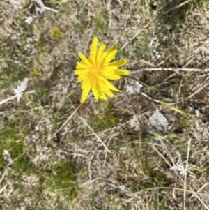 Microseris walteri at Watson, ACT - 3 Oct 2022