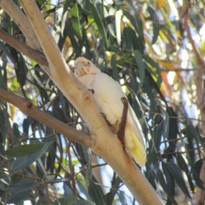 Cacatua tenuirostris X sanguinea (Long-billed X Little Corella (Hybrid)) at Cook, ACT - 22 Jan 2021 by Amata