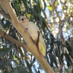 Cacatua tenuirostris X sanguinea at Cook, ACT - 22 Jan 2021