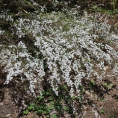 Micromyrtus ciliata (Fringed Heath-myrtle) at Cotter Reserve - 3 Oct 2022 by Birdy