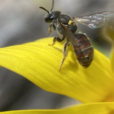 Lasioglossum sp. (genus) (Furrow Bee) at Bango Nature Reserve - 30 Sep 2022 by AJB