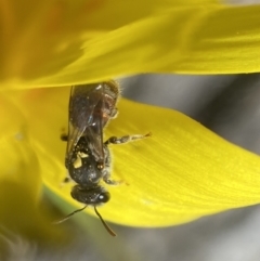 Lasioglossum sp. (genus) at Bango, NSW - 30 Sep 2022