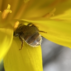 Lasioglossum sp. (genus) at Bango, NSW - 30 Sep 2022