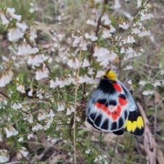 Delias harpalyce (Imperial Jezebel) at Bungendore, NSW - 4 Oct 2022 by clarehoneydove